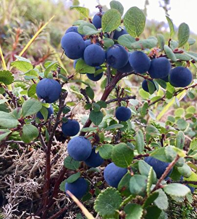 Yaban Mersini meyve fidanı[ Vaccinium myrtillus]